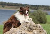 BORDER COLLIE 711
